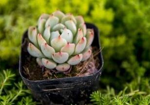 养多肉植物也能网上赚钱？不懂的可以学下